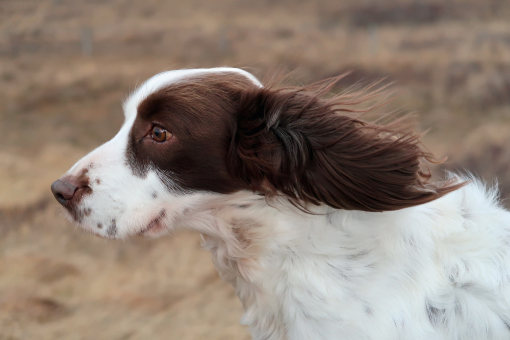 Do you love windy weather?