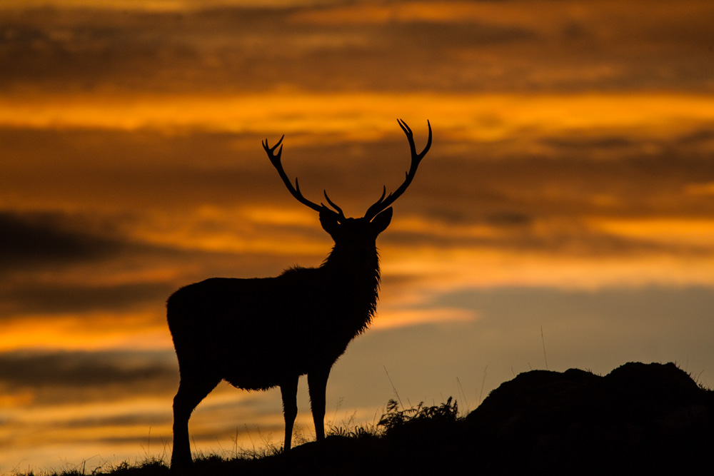 Sunset and stags in February