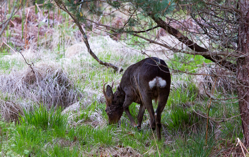 Wildlife evenings in May