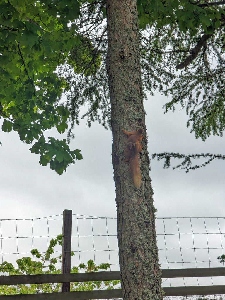 Changing coats for summer with our native red squirrel