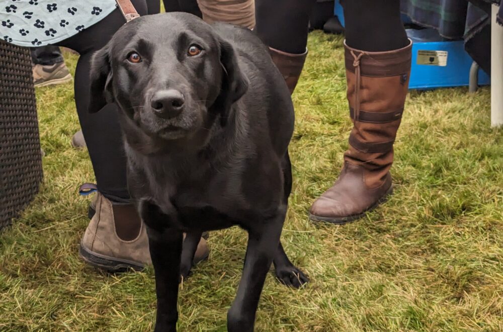 A countryside gathering at Moy