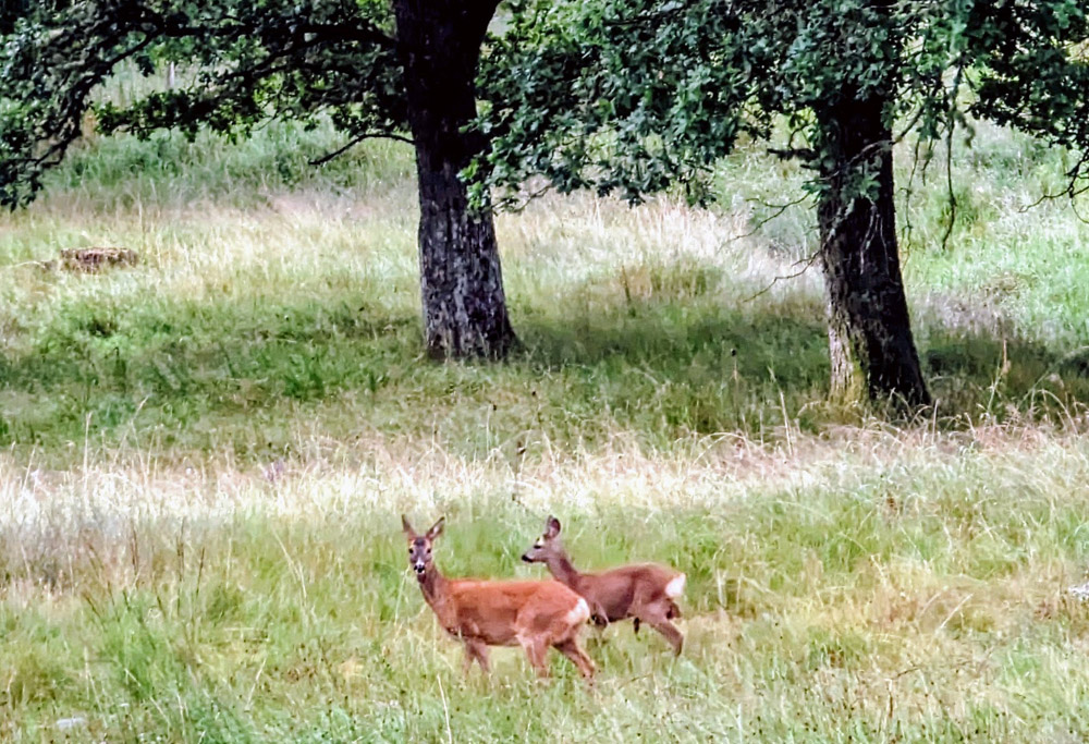 Warm weather animal sightings