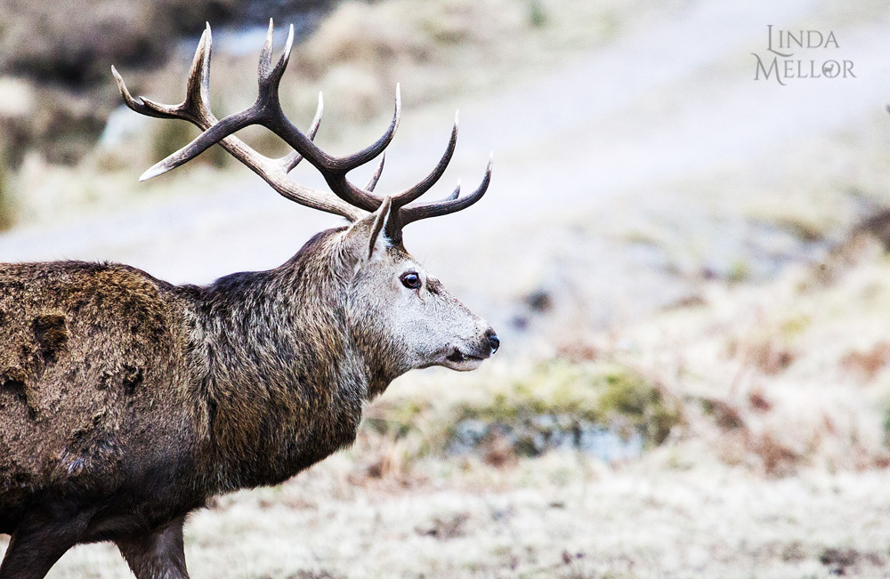 An appreciation for Deer