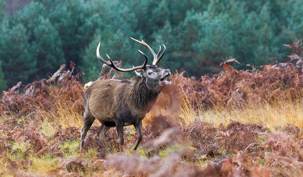 Red deer rut Scotland