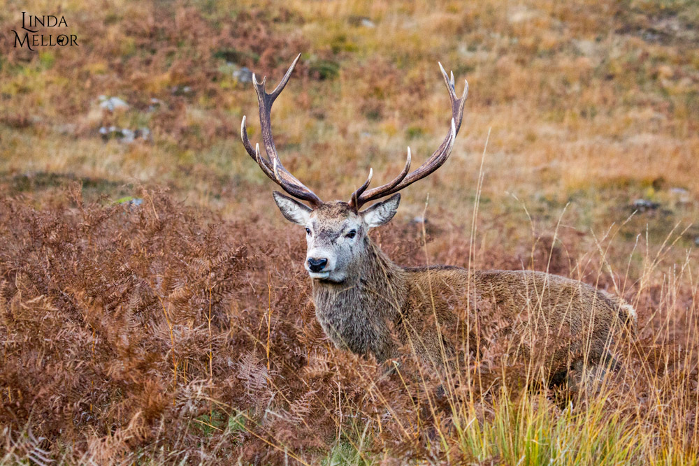 Barking bucks and roaring stags