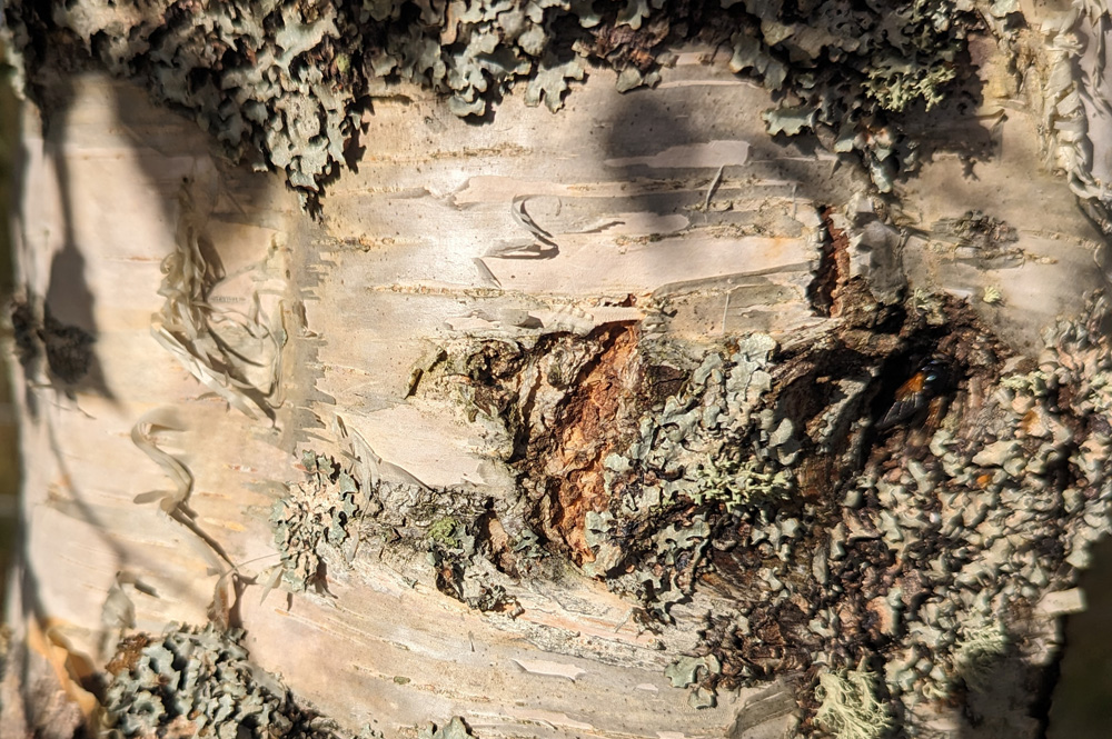 Birch symbolic of renewal