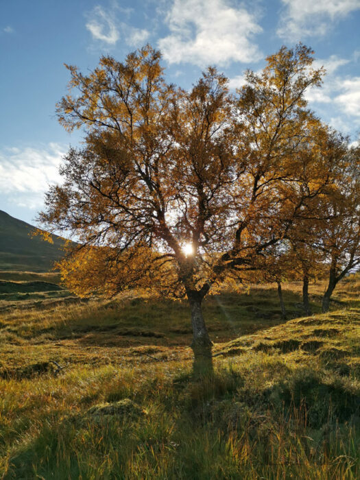 October sunlight on Birch Tree