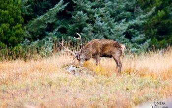 The stags are back
