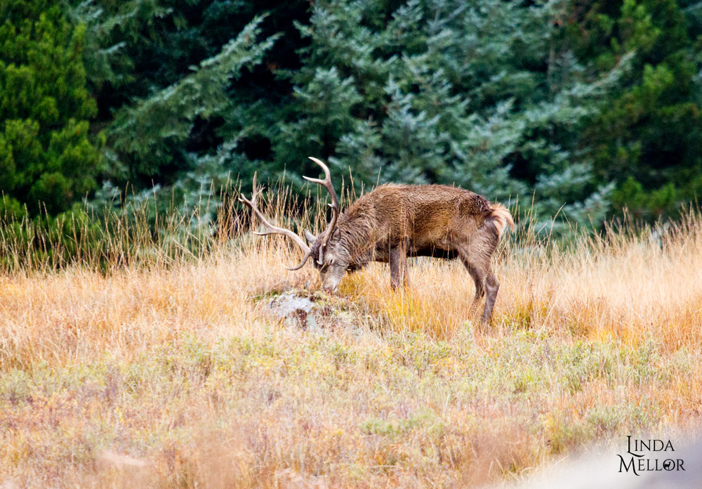 The Stags are back