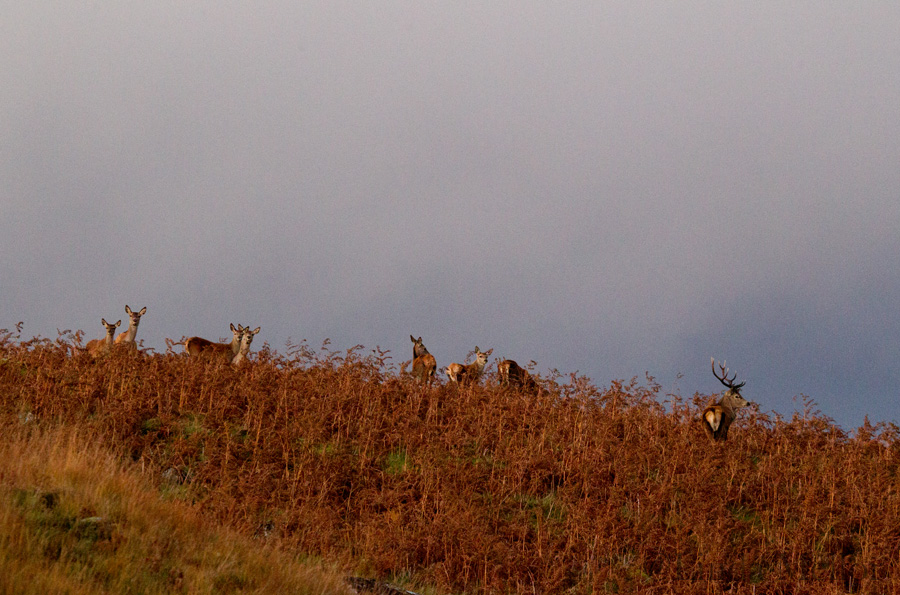October sunsets and roaring stags