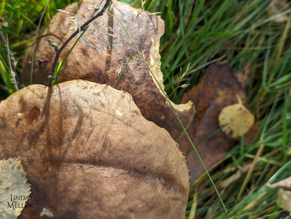 Autumn is soul food