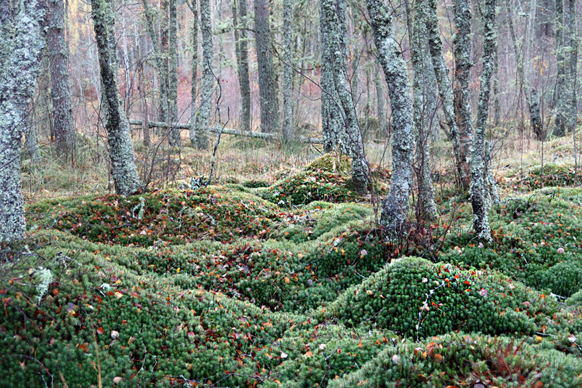 Special places around us
