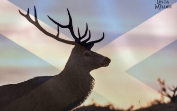 Happy St Andrews Day