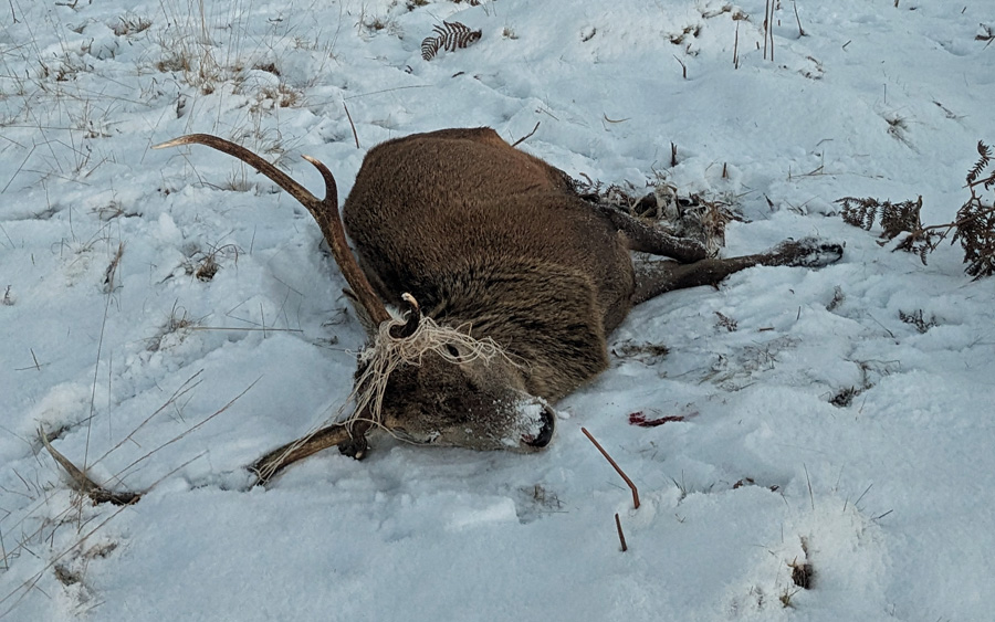 A sad wildlife tale