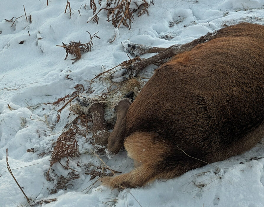 A sad wildlife tale