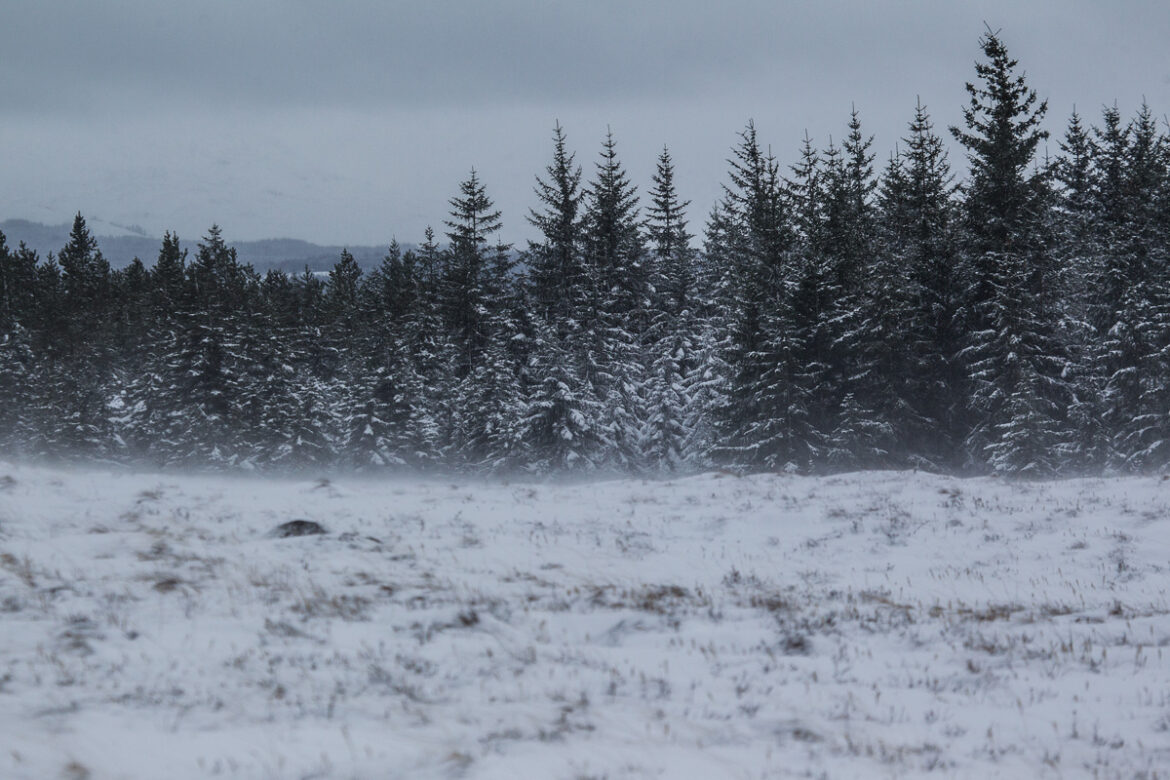 The Scottish Polar Express