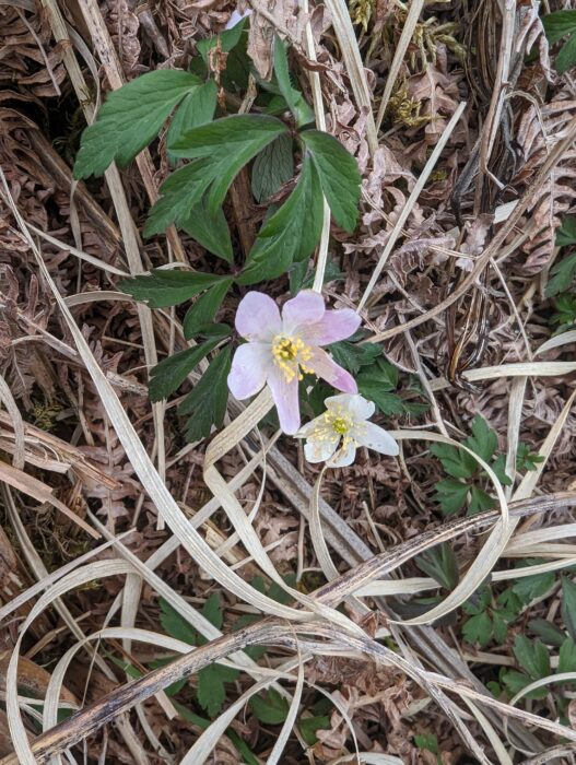 Nature always makes progress